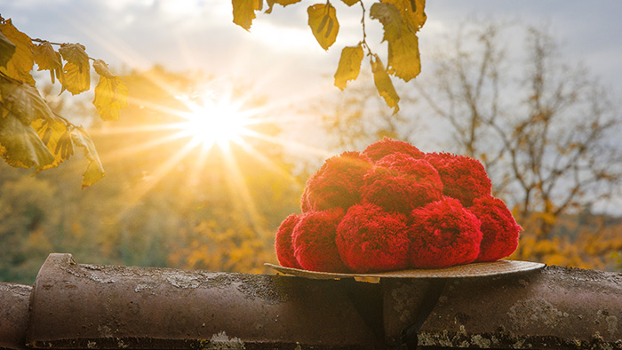 Das Foto zeigt Sonnenstrahlen mit Schwärzwälder Bollenhut auf Holzstamm.