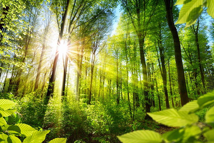 Bäume und Sonnenstrahlen Das Foto zeigt einen sonnenstrahlendurchfluteten Waldausschnitt.
